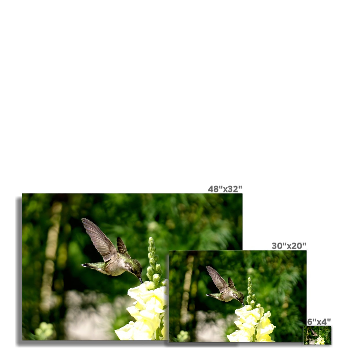 Snappy Light Hummingbirds Rolled Eco Canvas