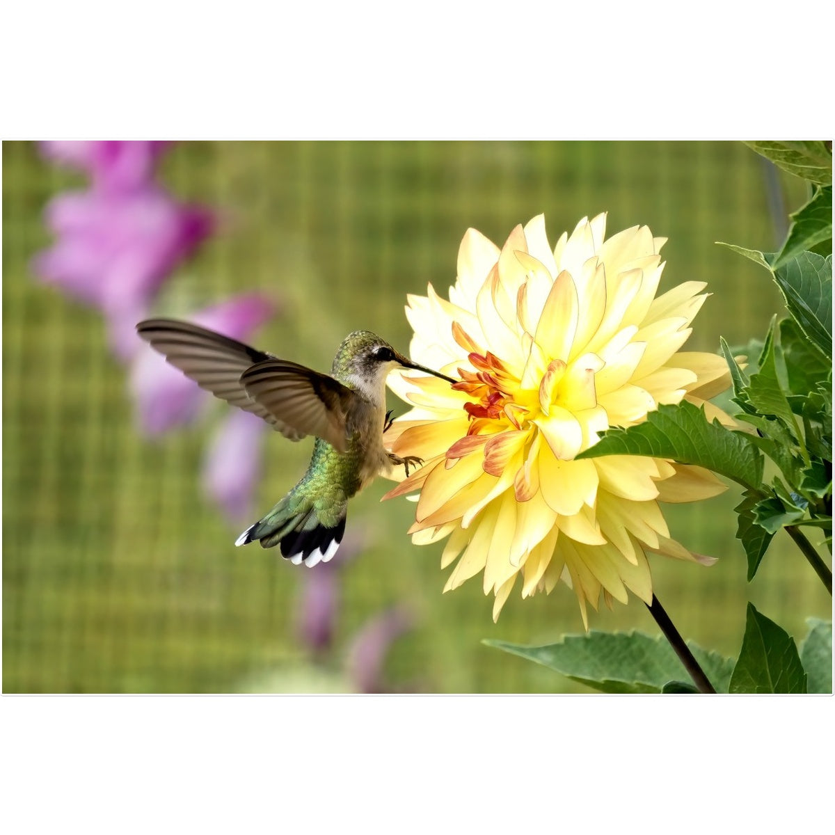 Flower Flame Hummingbird Temporary Tattoo