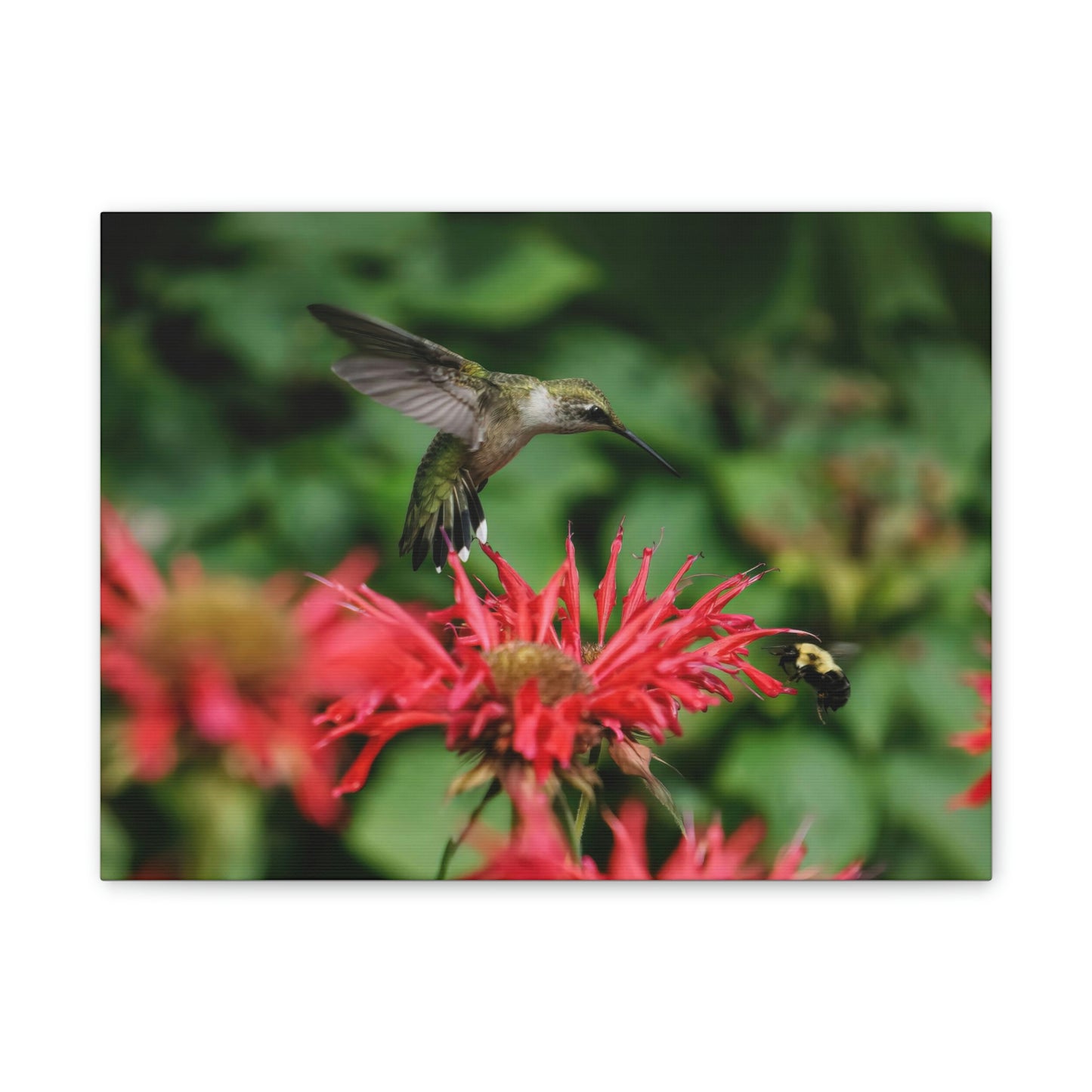 Hummingbird Stare Canvas Stretched, 0.75"
