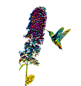 Hummingbird Notebooks for lasting memories