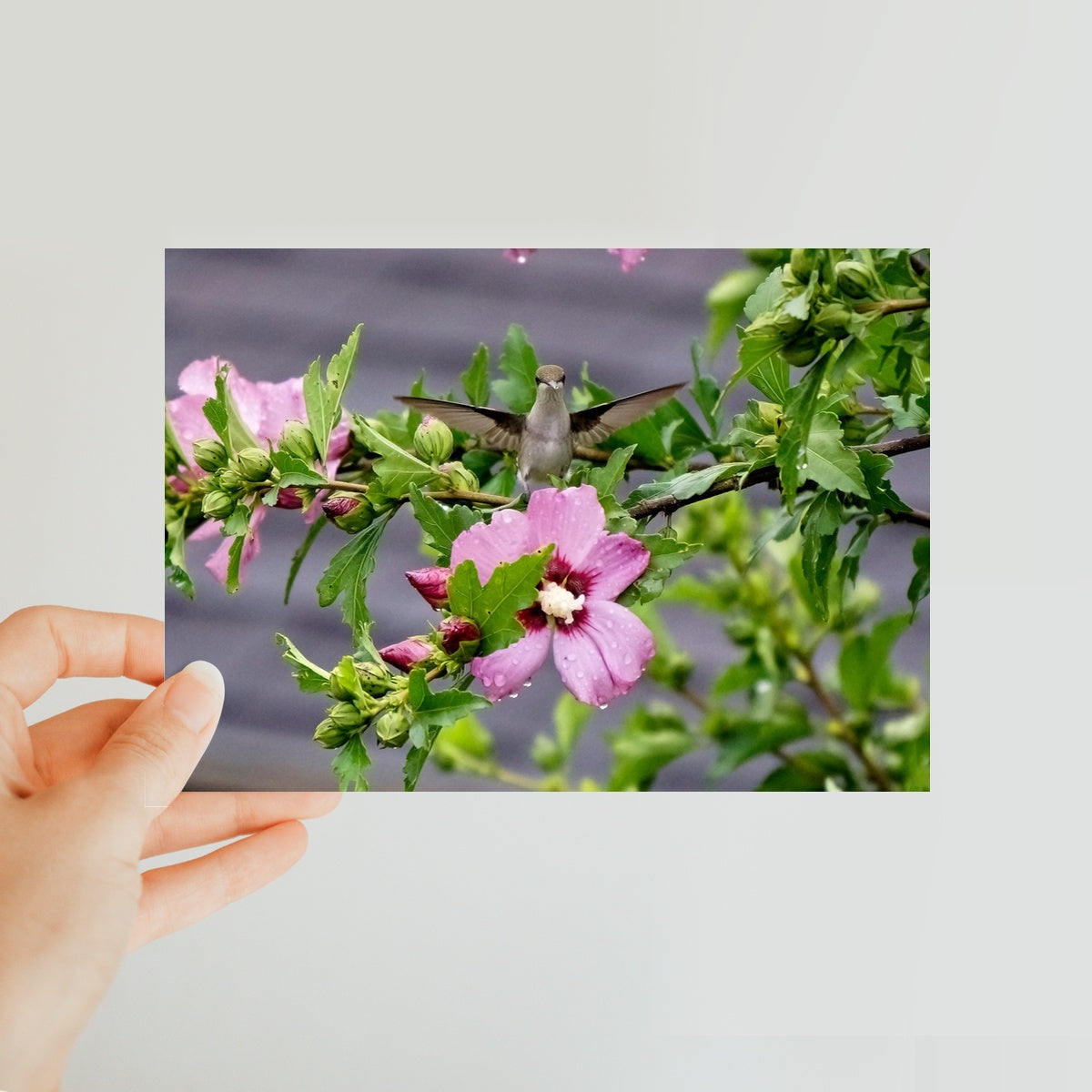 Hummingbird Postcards