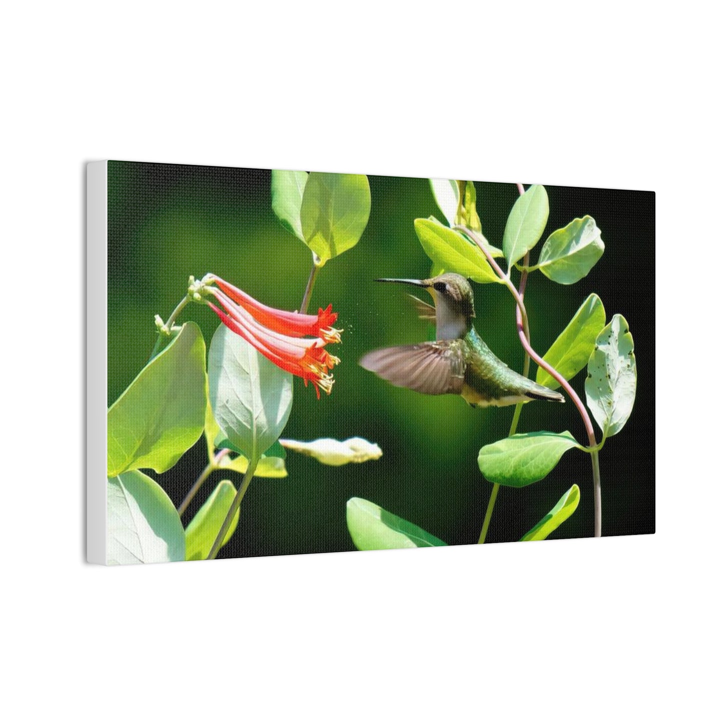 Pollen Breeze Hummingbird Canvas Stretched, 0.75"