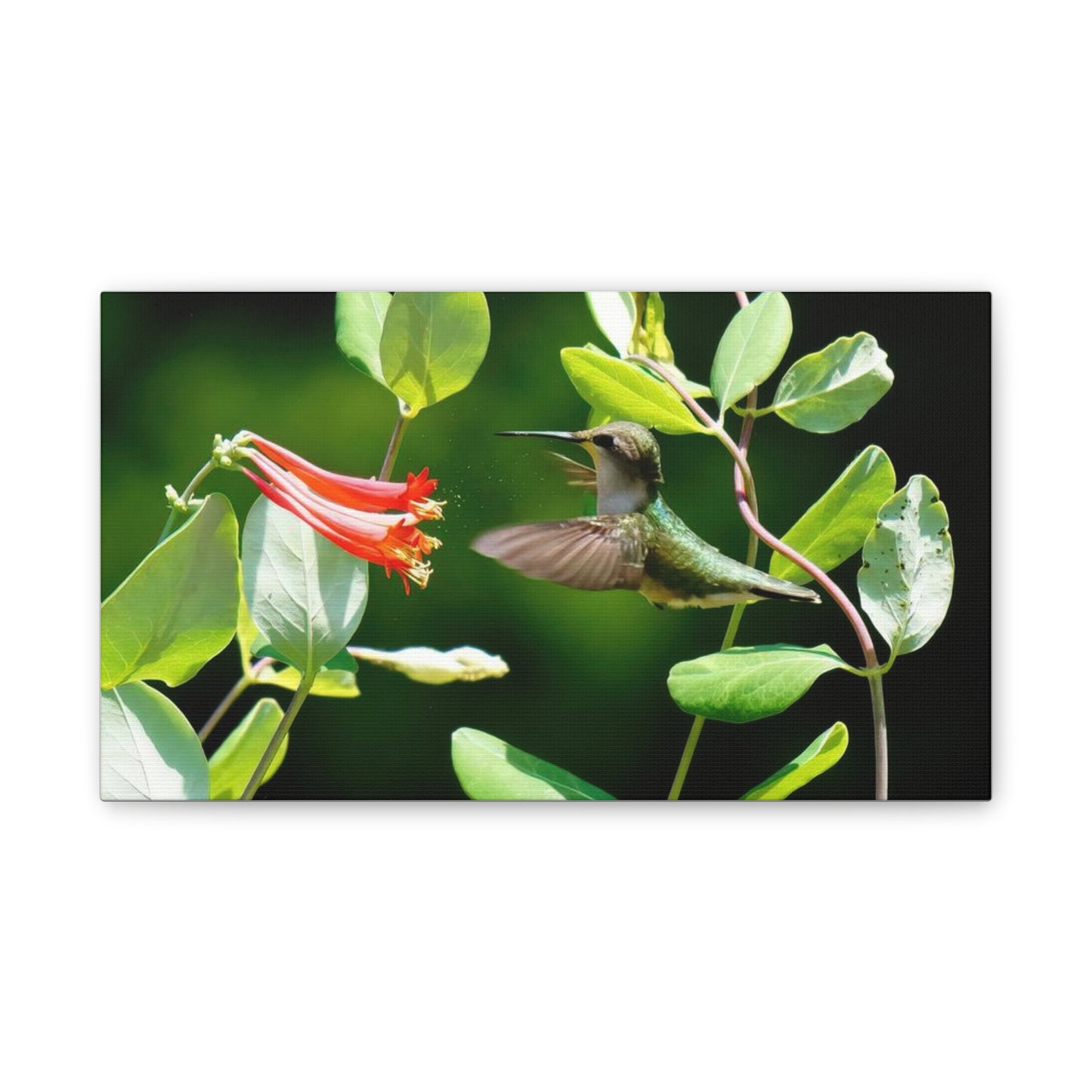 Pollen Breeze Hummingbird Canvas Stretched, 0.75"
