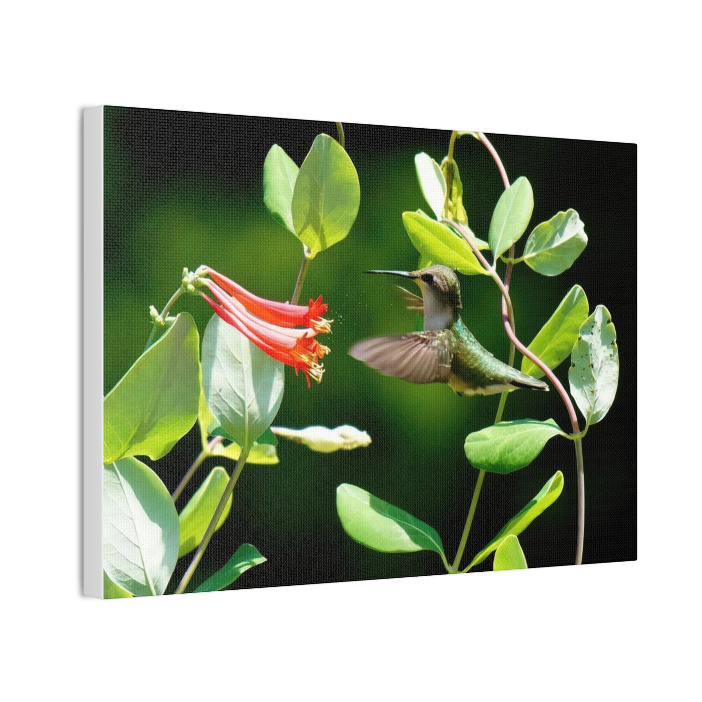 Pollen Breeze Hummingbird Canvas Stretched, 0.75"