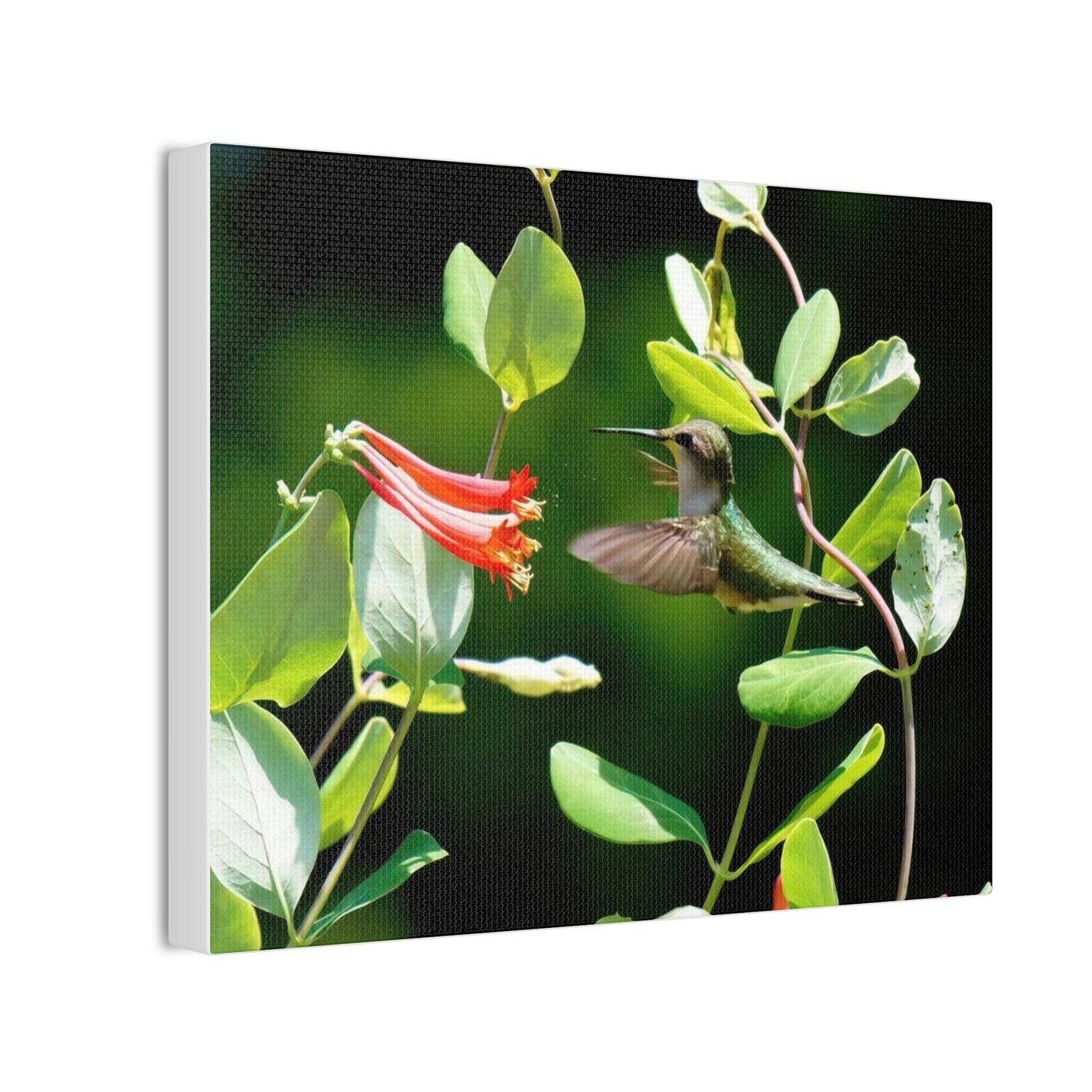 Pollen Breeze Hummingbird Canvas Stretched, 0.75"