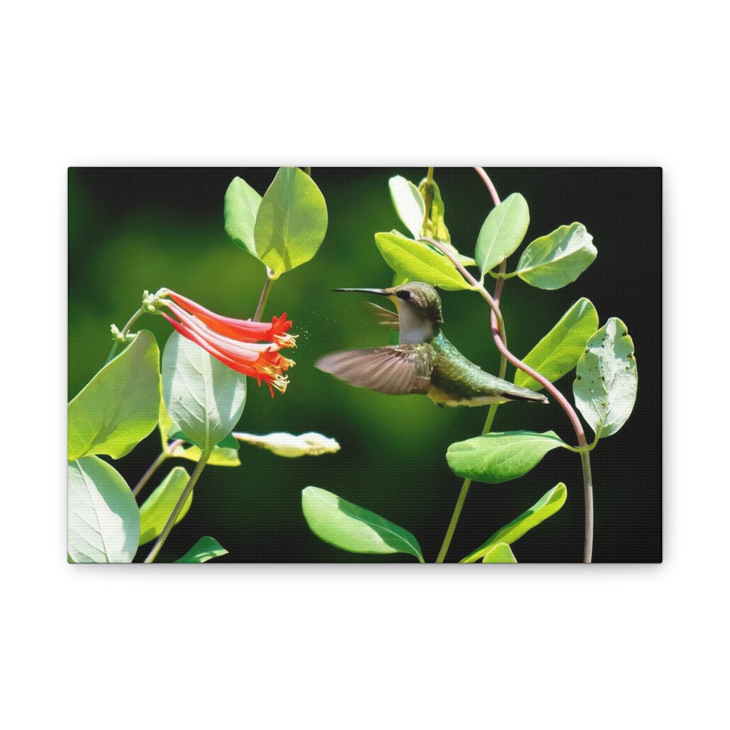 Pollen Breeze Hummingbird Canvas Stretched, 0.75"