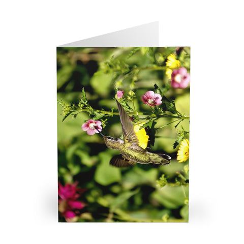 Dainty Pink Hummingbird Photography Notecard (5 Pack)