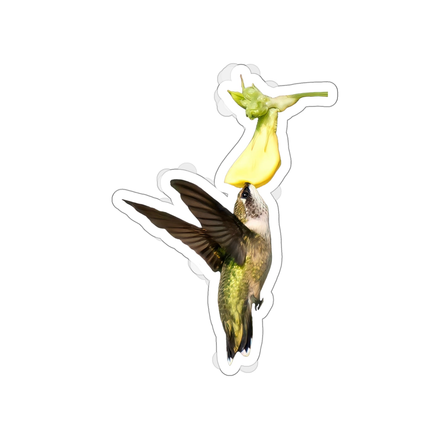 Hummingbird Looking Up Die-Cut Stickers