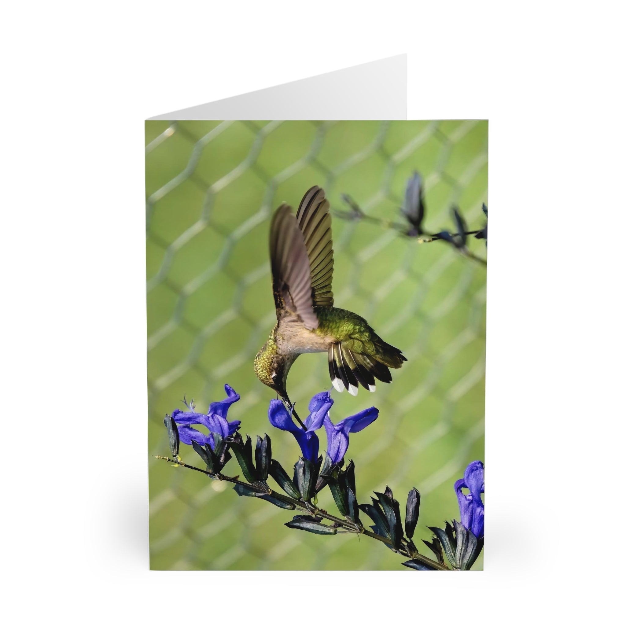 Mid Air Twist Hummingbird Photography Notecard (5 Pack)
