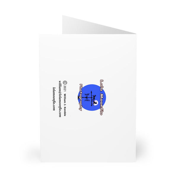 Dainty Pink Hummingbird Night Dreams Notecard (5 Pack)