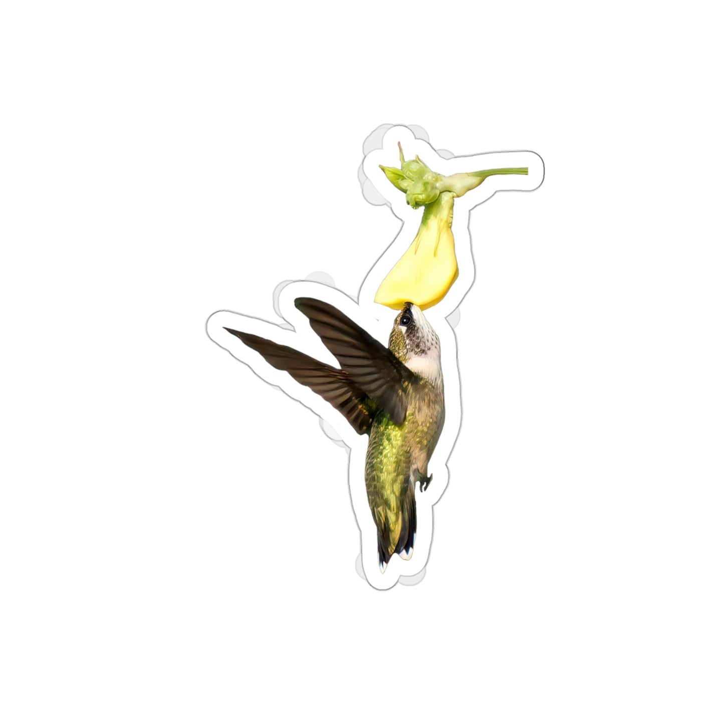 Hummingbird Looking Up Die-Cut Stickers