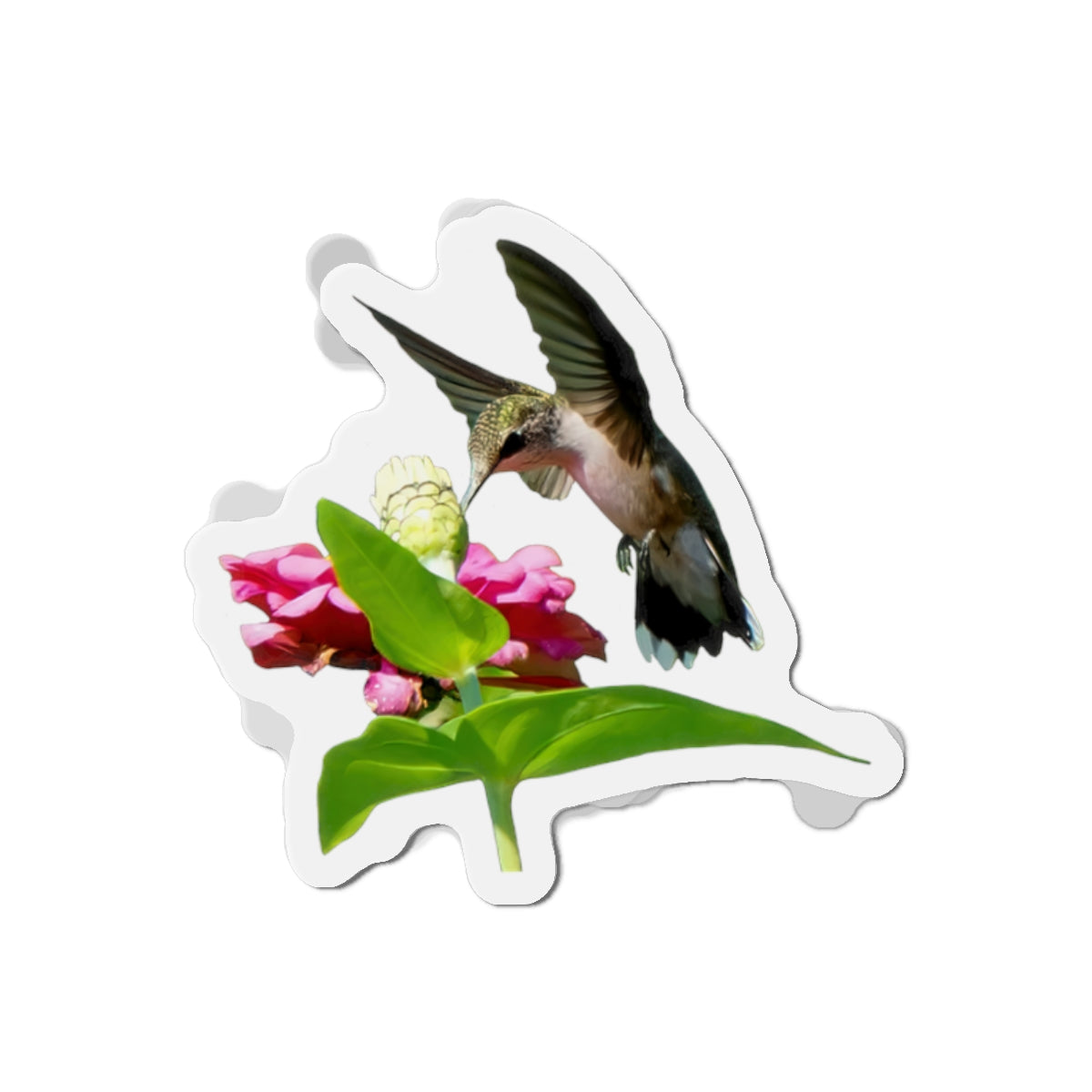 Hummingbird Wing Rise Die-Cut Magnets