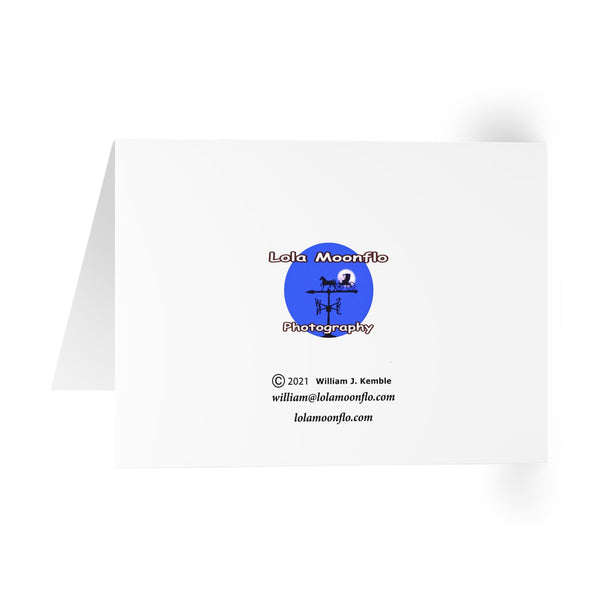 Inflating Flower Hummingbird Night Dreams Notecard (5 Pack)