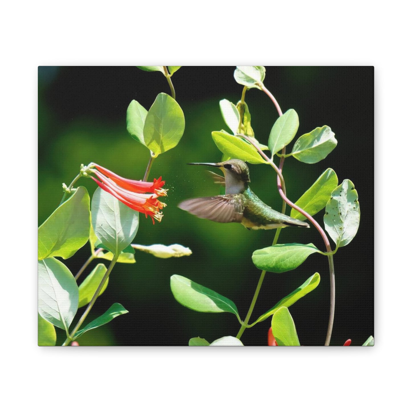 Pollen Breeze Hummingbird Canvas Stretched, 0.75"
