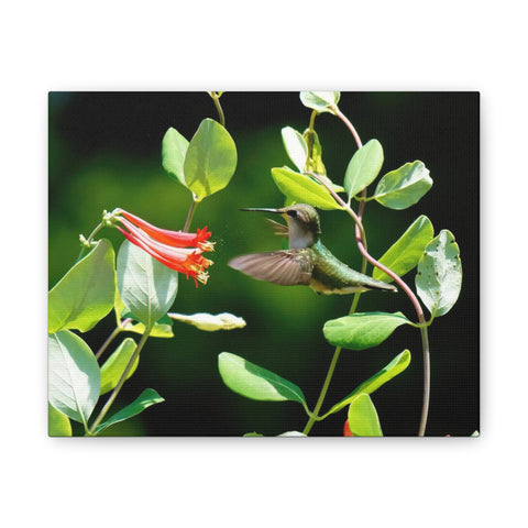 Pollen Breeze Hummingbird Canvas Stretched, 0.75"