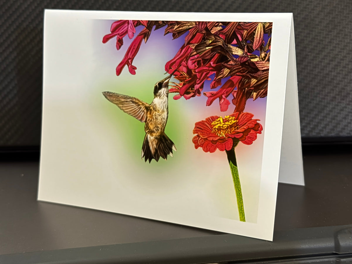 Ruby-throated hummingbird reaching into red salvia above a zinnia on a painterly note card