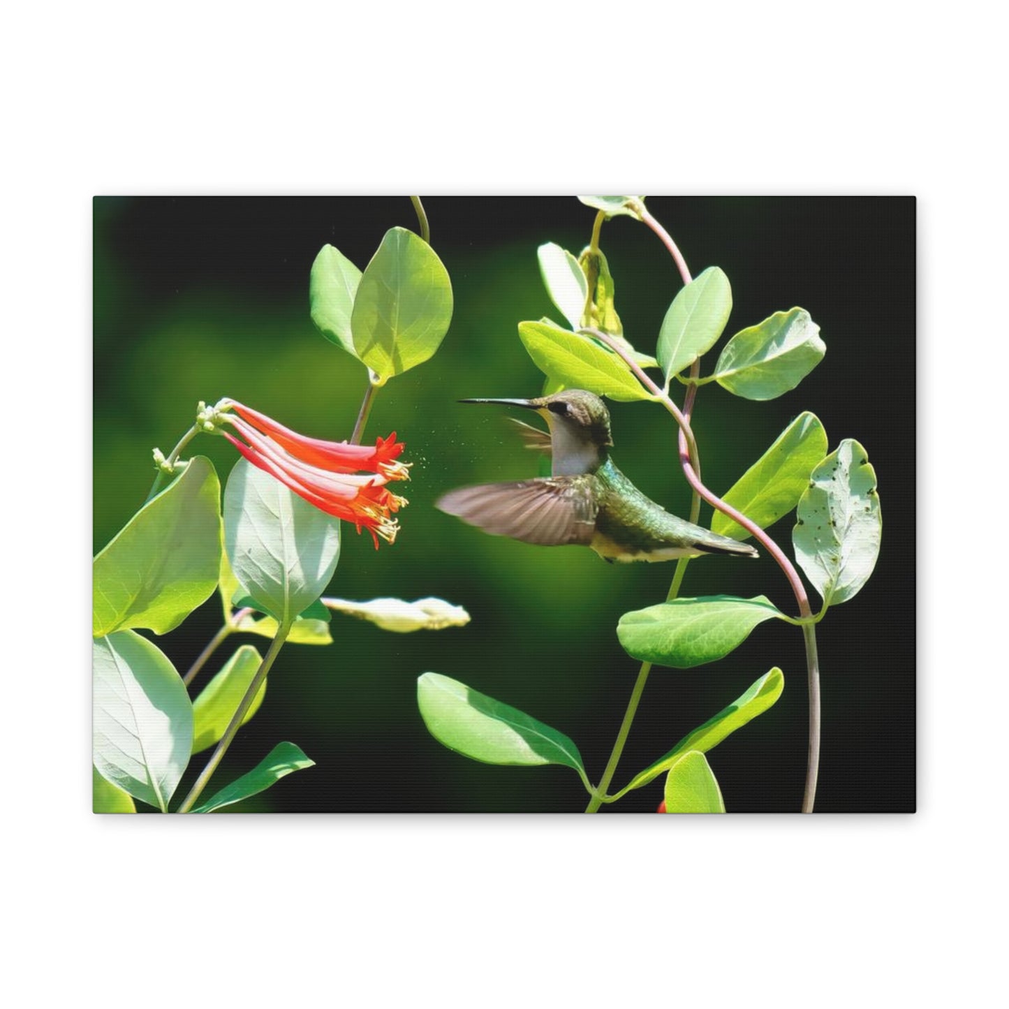 Pollen Breeze Hummingbird Canvas Stretched, 0.75"