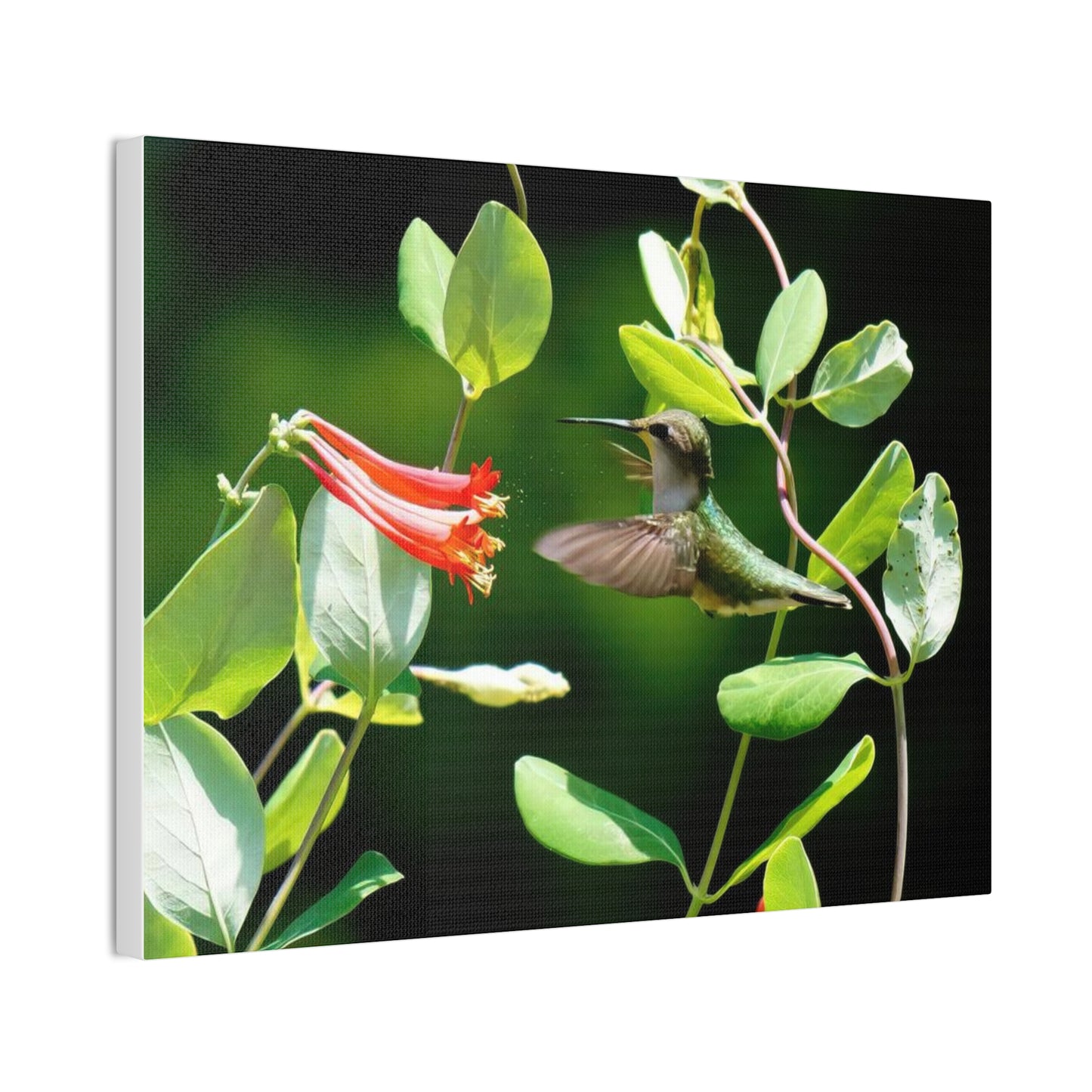 Pollen Breeze Hummingbird Canvas Stretched, 0.75"