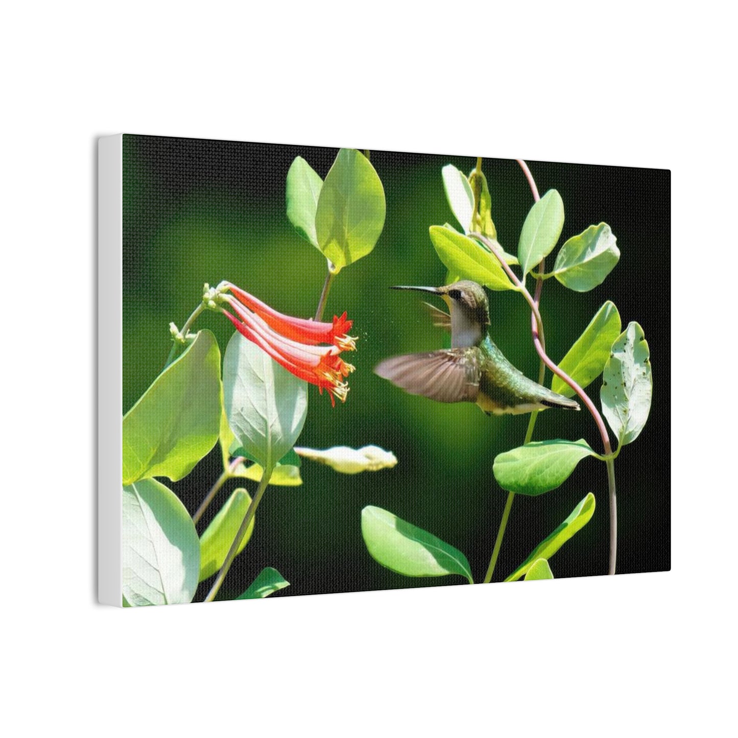Pollen Breeze Hummingbird Canvas Stretched, 0.75"