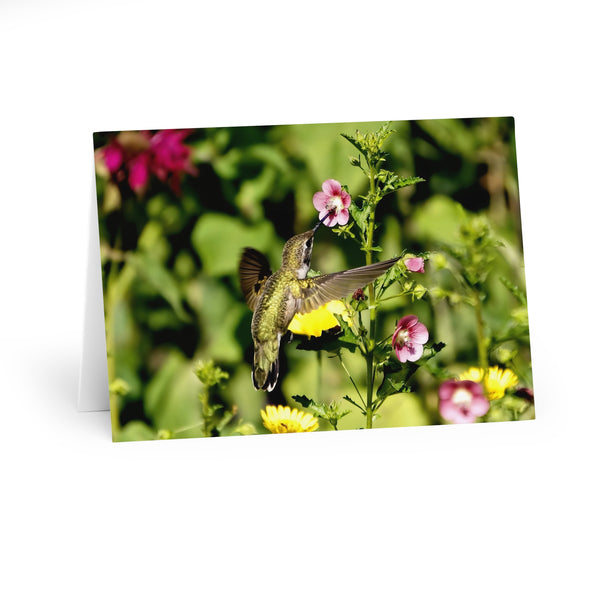 Dainty Pink Hummingbird Photography Notecard (5 Pack)
