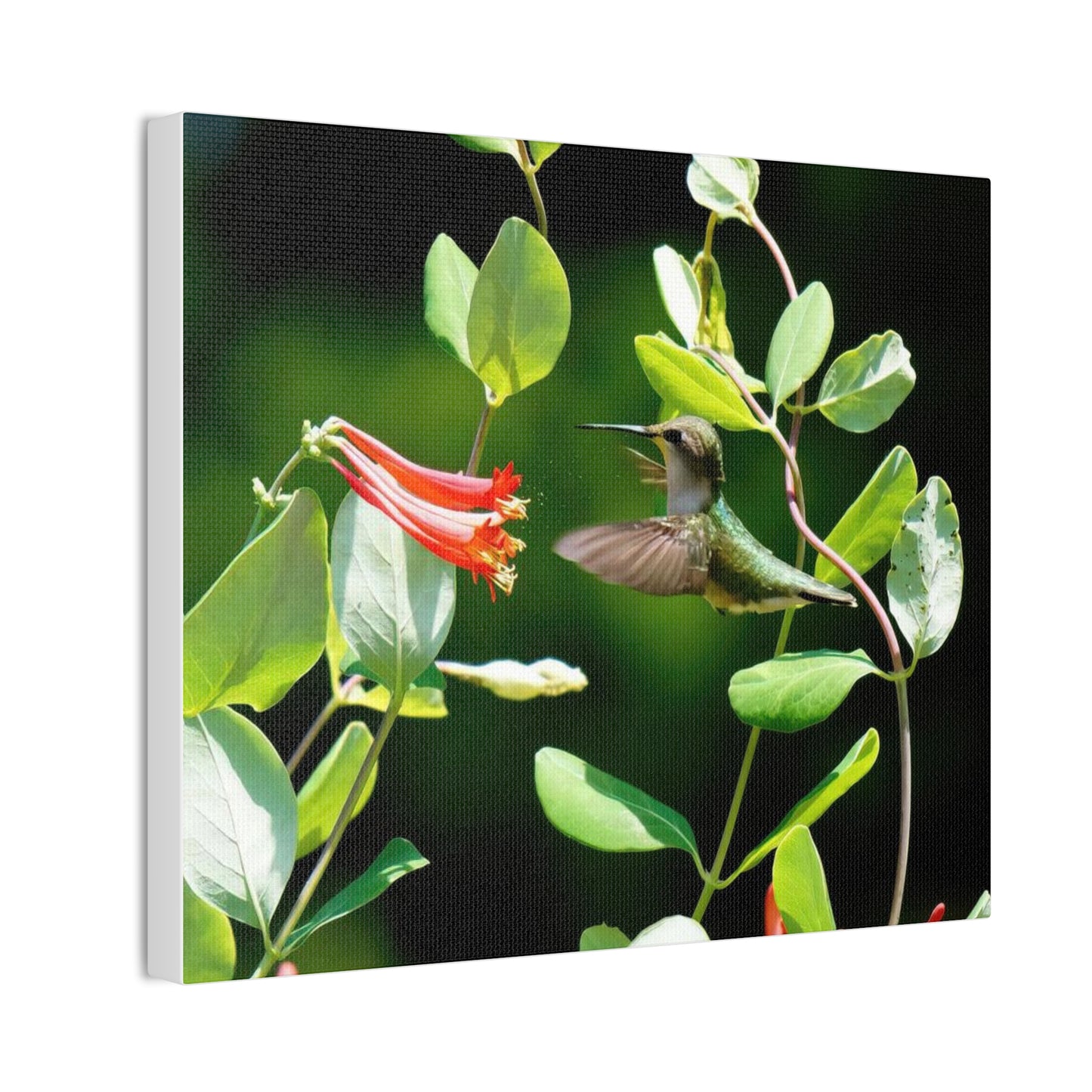 Pollen Breeze Hummingbird Canvas Stretched, 0.75"
