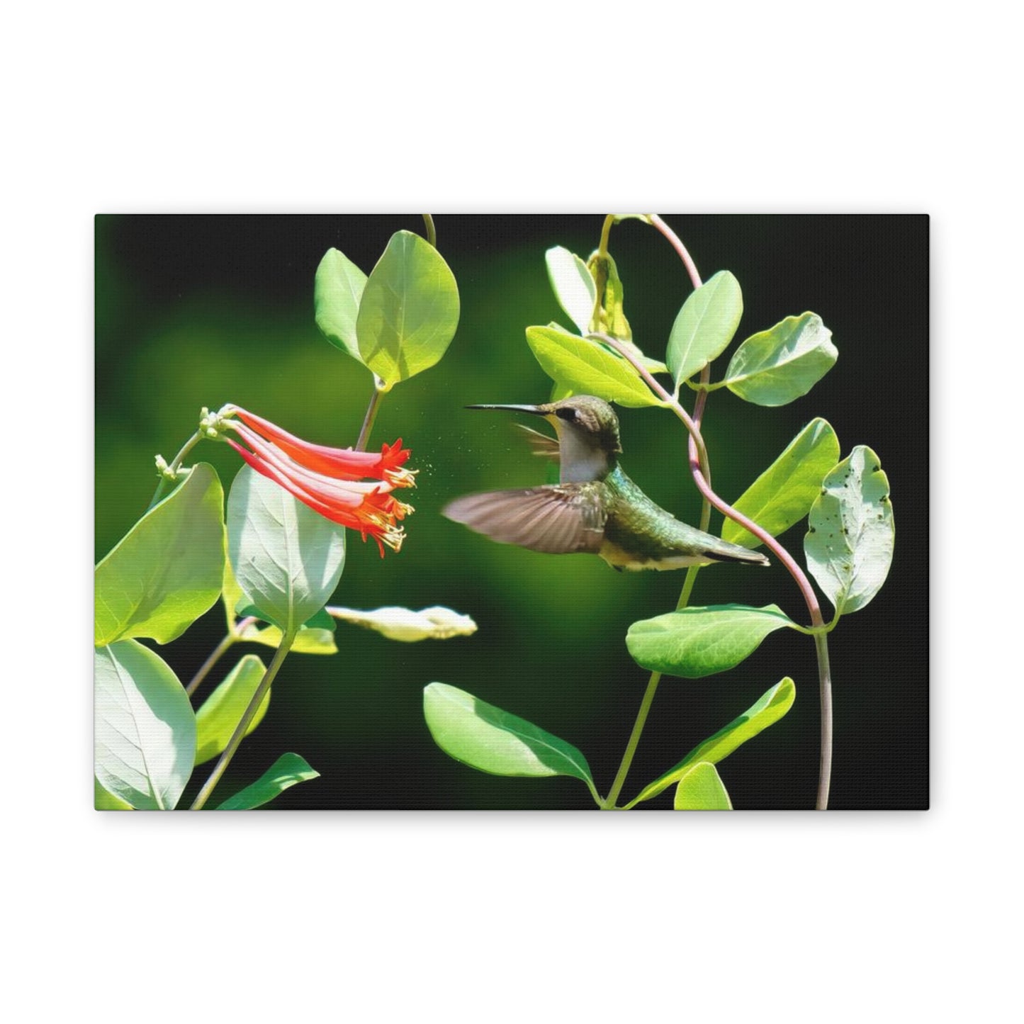 Pollen Breeze Hummingbird Canvas Stretched, 0.75"