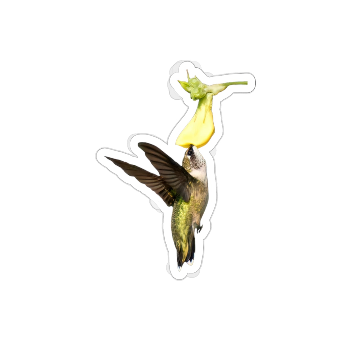 Hummingbird Looking Up Die-Cut Stickers