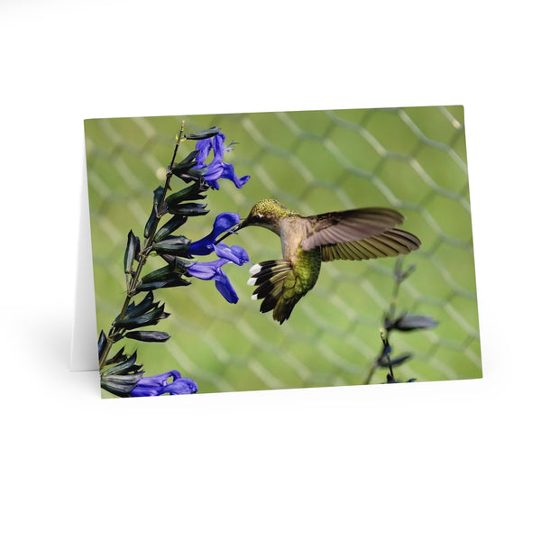 Mid Air Twist Hummingbird Photography Notecard (5 Pack)