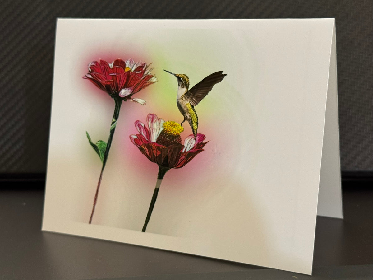 Ruby-throated hummingbird rising between two red zinnias on a painterly note card
