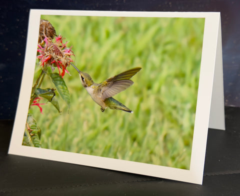 Hummingbird Sipping Animated Note Card