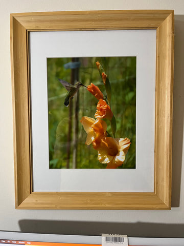 Orange Gladiolus Hummingbird