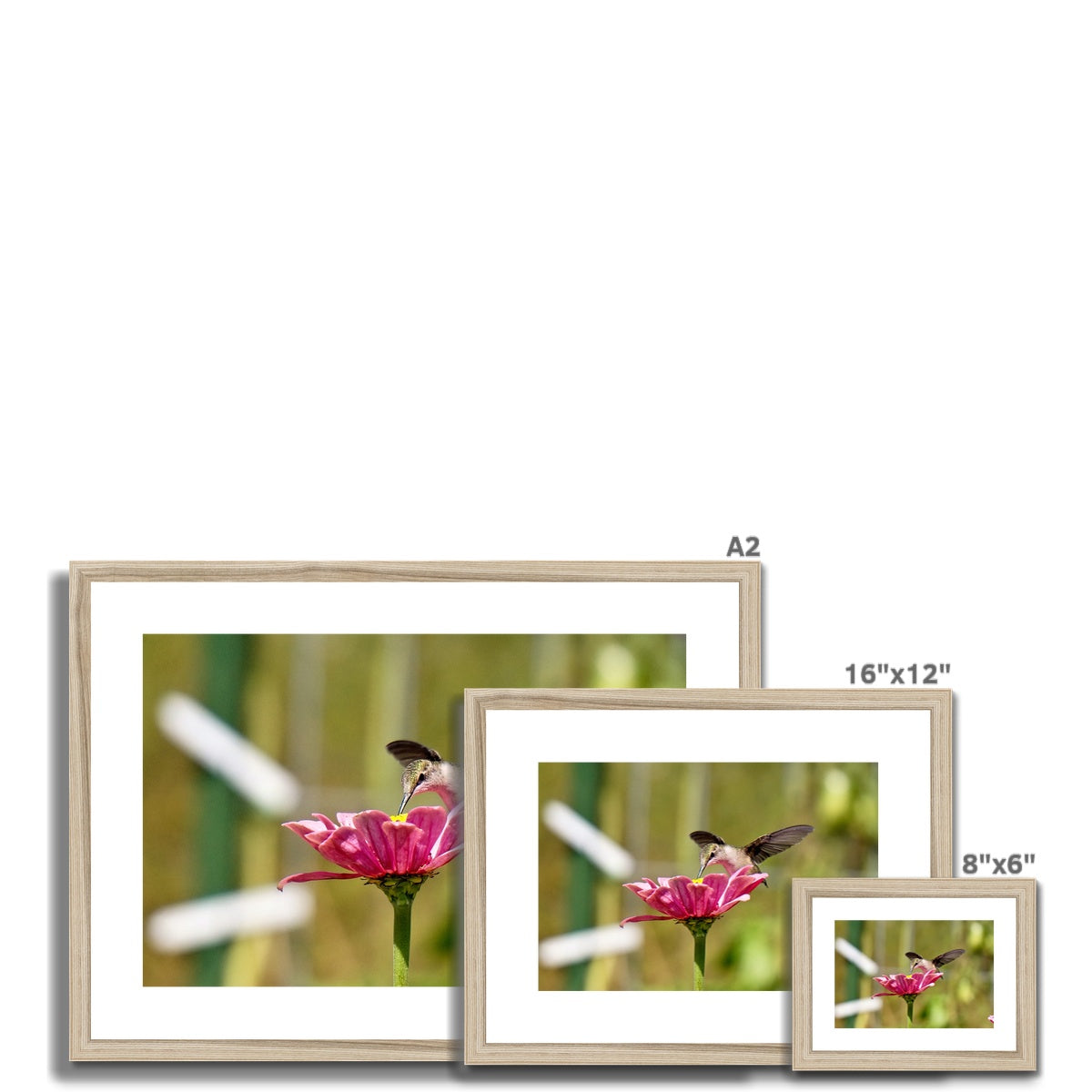 Hummingbird Hug Framed & Mounted Print