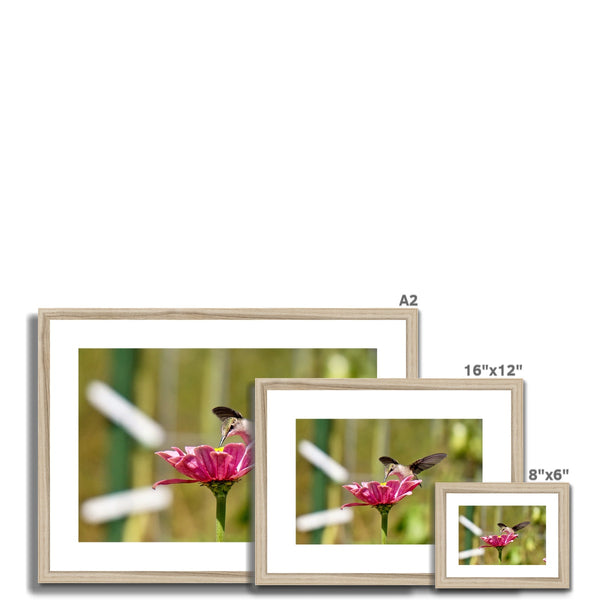 Hummingbird Hug Framed & Mounted Print