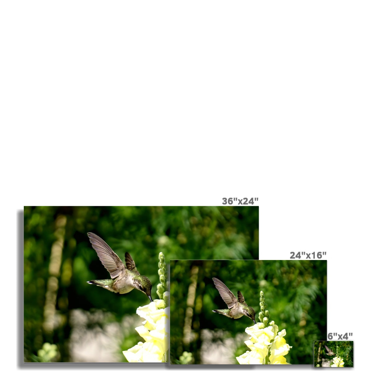 Snappy Light Hummingbirds Fine Art Print
