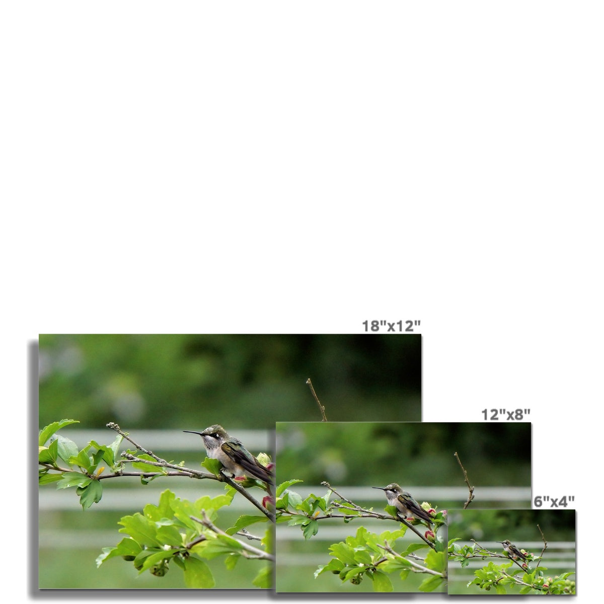 Hummingbird Buds Wall Art Poster