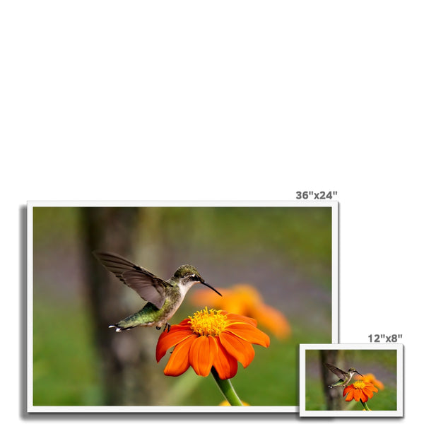 Hummingbird Orange Flower Framed Print