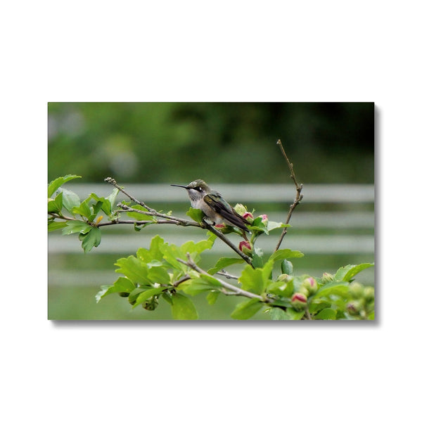 Hummingbird Buds Eco Canvas