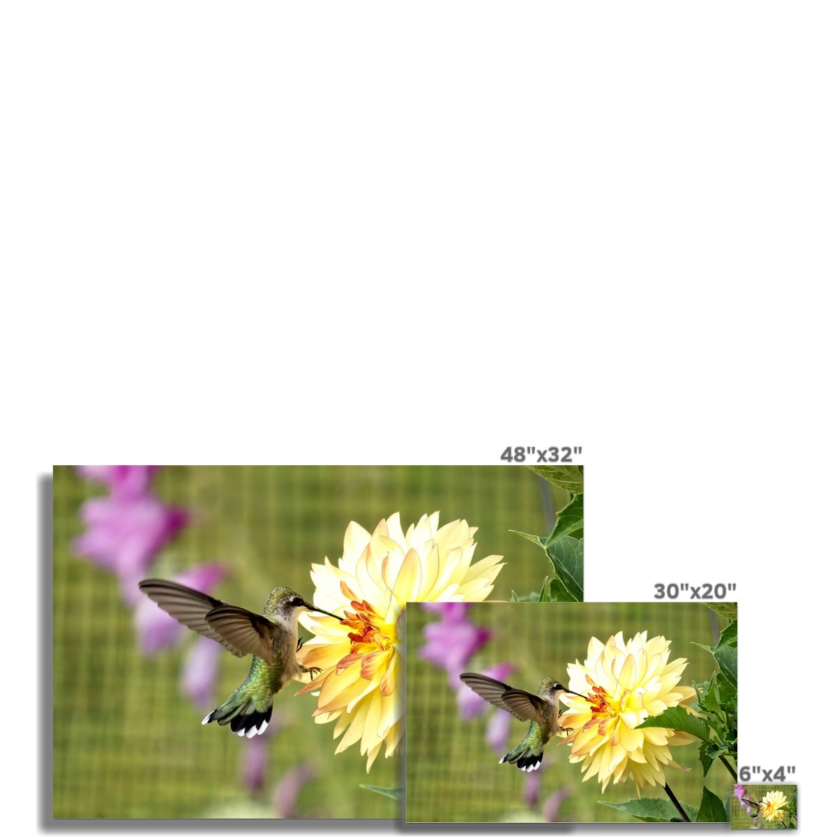 Flower Flame Hummingbird Rolled Canvas