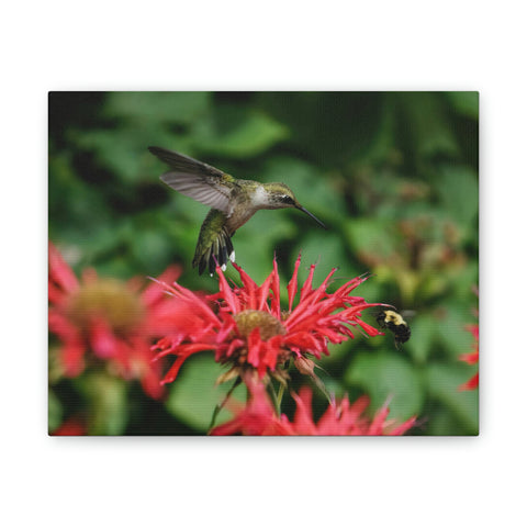 Hummingbird Stare Canvas Stretched, 0.75"