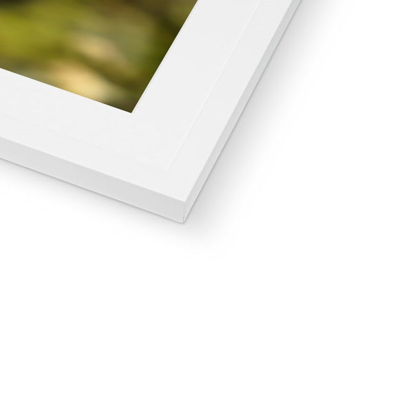 Hummingbird Stretch Framed & Mounted Print