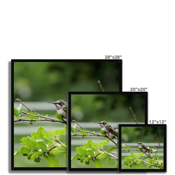 Hummingbird Buds Framed Print