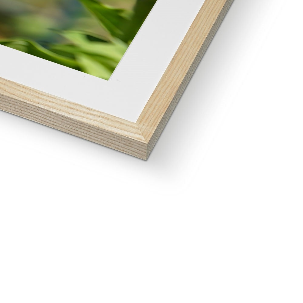 Hummingbird Hop Framed & Mounted Print