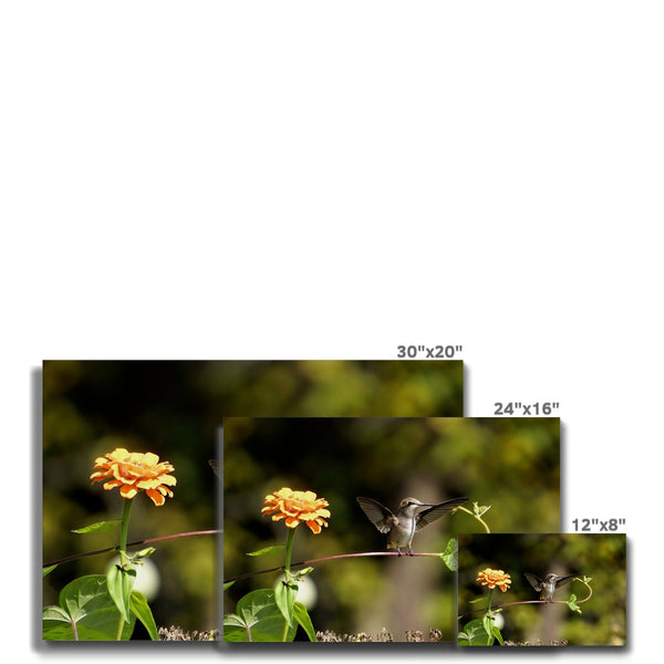 Hummingbird Stretch Eco Canvas
