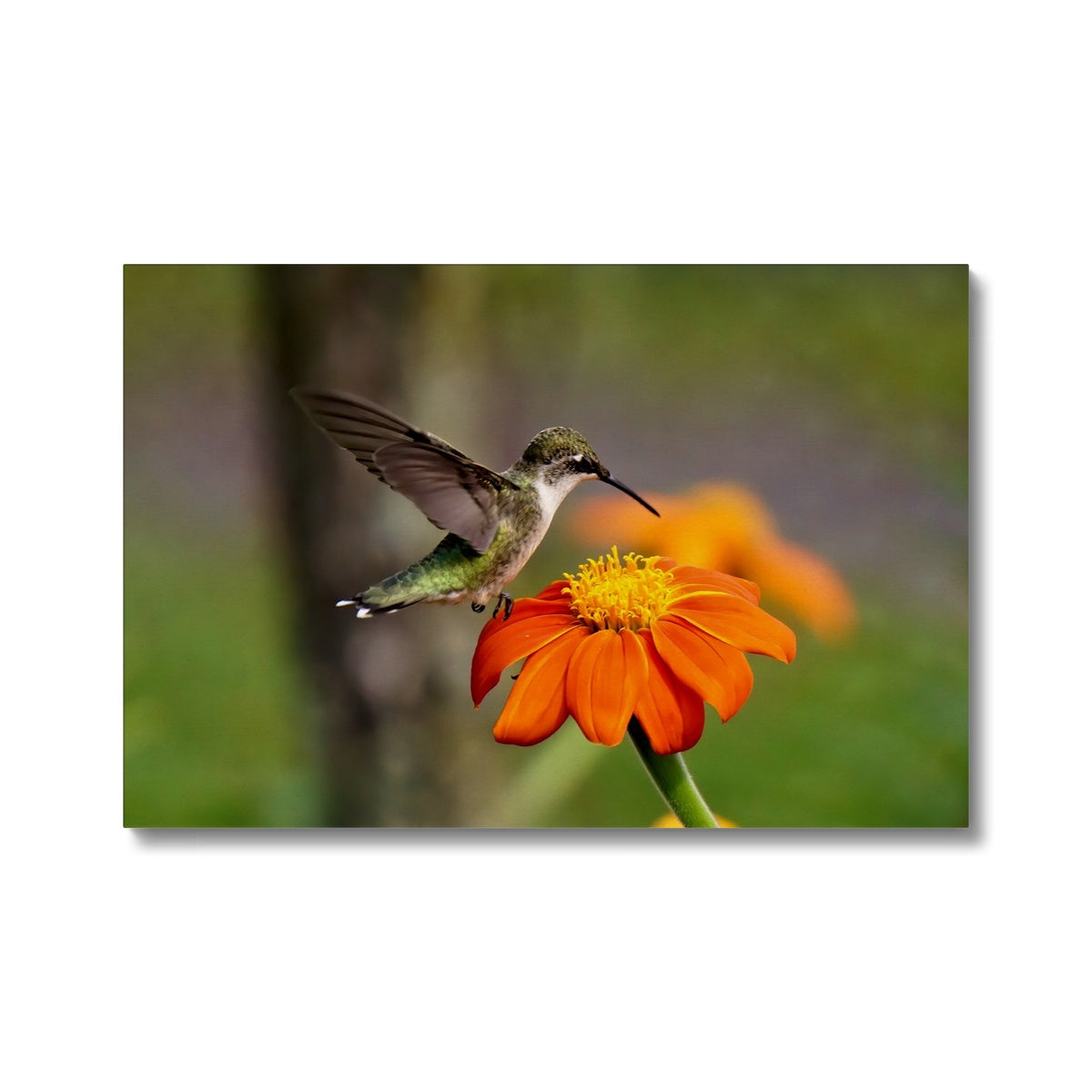 Hummingbird Orange Flower Canvas