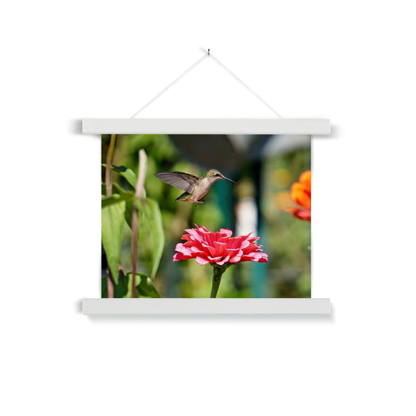 Hummingbird Hop Fine Art Print with Hanger