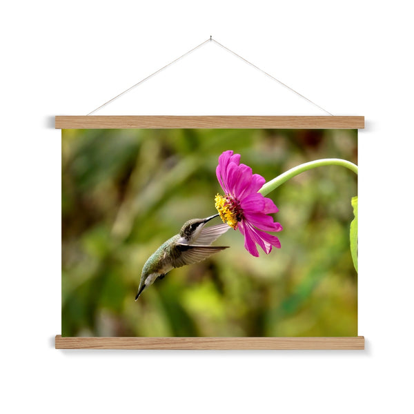 Hummingbird Looking Up Photography Fine Art Print with Hanger