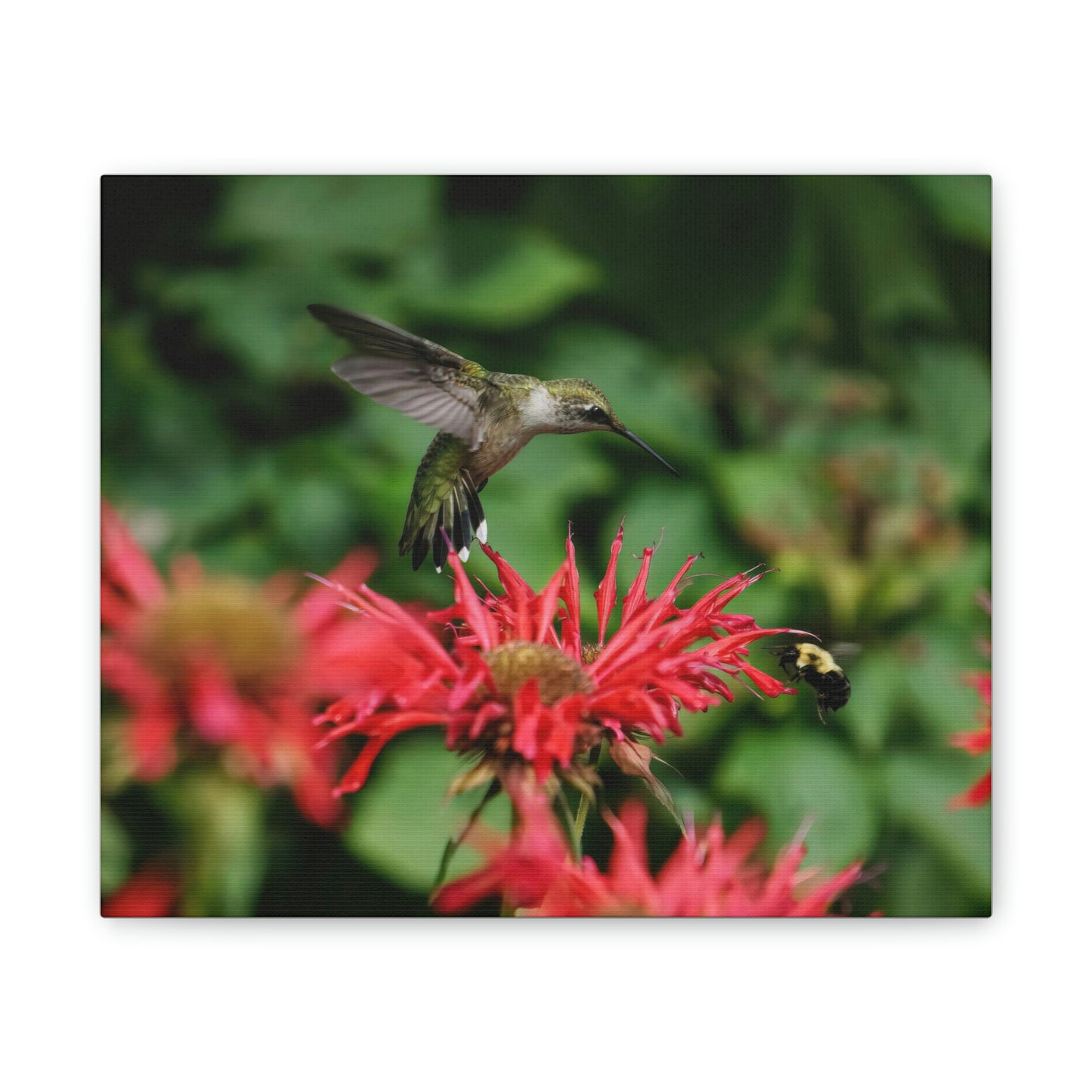 Hummingbird Stare Canvas Stretched, 0.75"