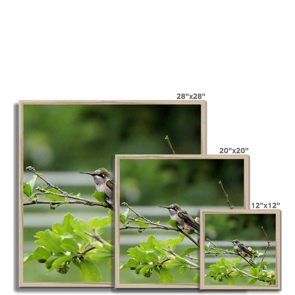 Hummingbird Buds Framed Print