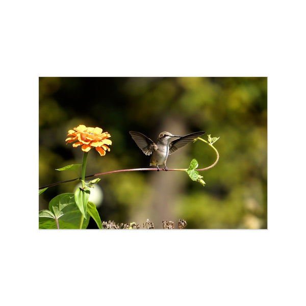 Hummingbird Stretch Temporary Tattoo