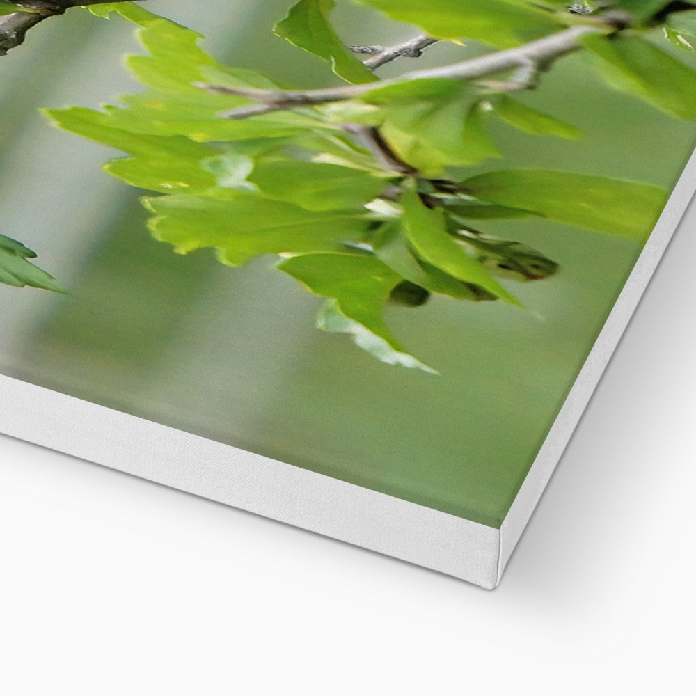 Hummingbird Buds Canvas